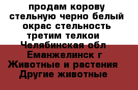 продам корову стельную черно белый окрас стельность третим телкои - Челябинская обл., Еманжелинск г. Животные и растения » Другие животные   